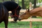 Gracie and Jet - Eric Beach Photography